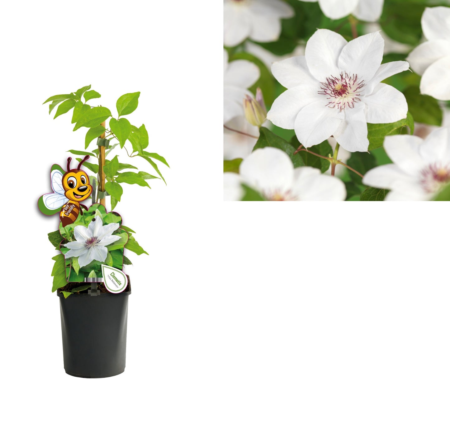 Starre BV, van der Clematis Miss Bateman Pack of 16