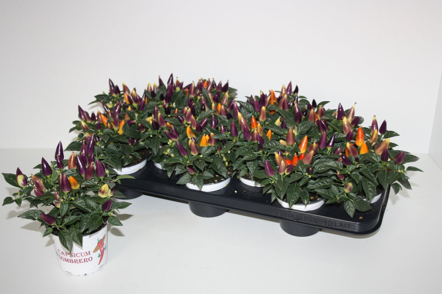 Capsicum ann. Acapulco Multicolor 25cm 510cm Pot