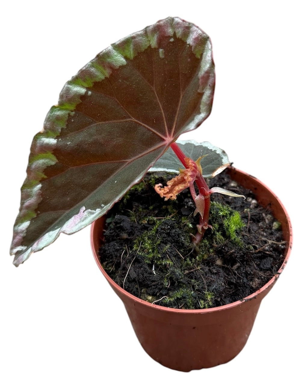 Begonia Cottage Bright Red 12cm 8cm Pot
