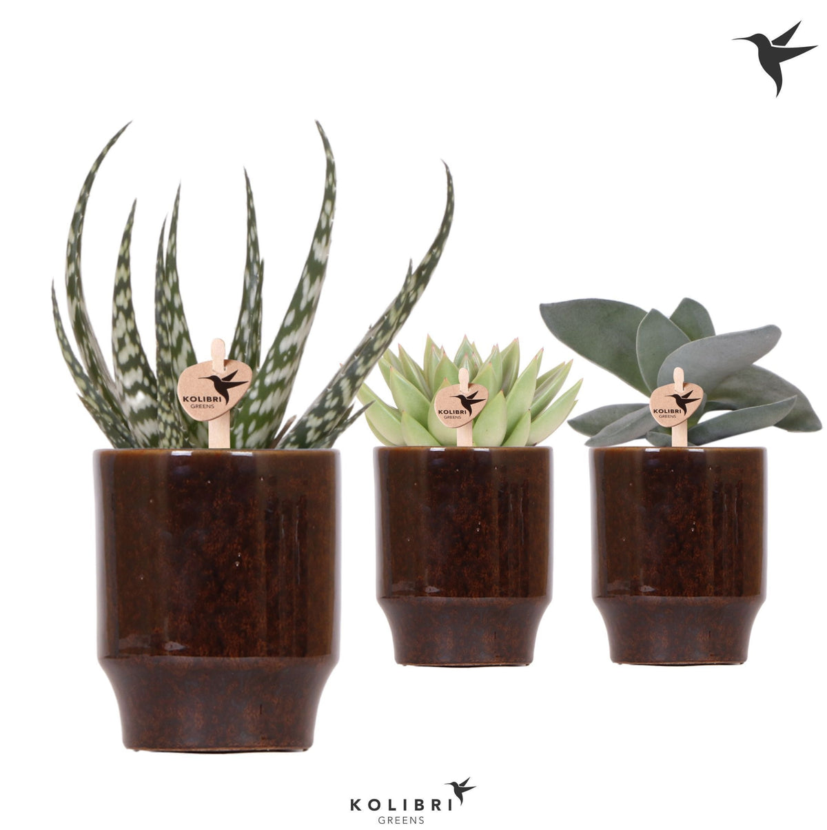 Succulent mix 22cm 9cm Pot