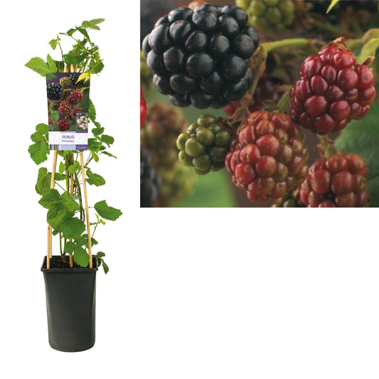 Rubus Himalaya (Himalayan Blackberry) 75cm 17cm Pot