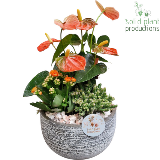 AT051 Dakota Small Orange Anthurium 40cm 21cm Pot