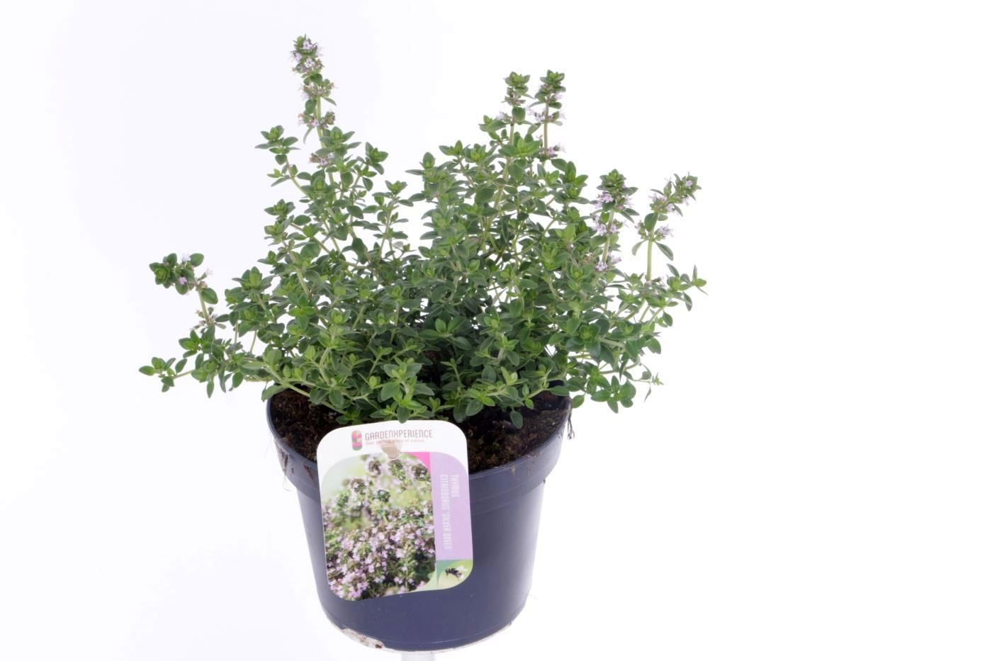 Thymus cit. Silver Queen 25cm 13cm Pot