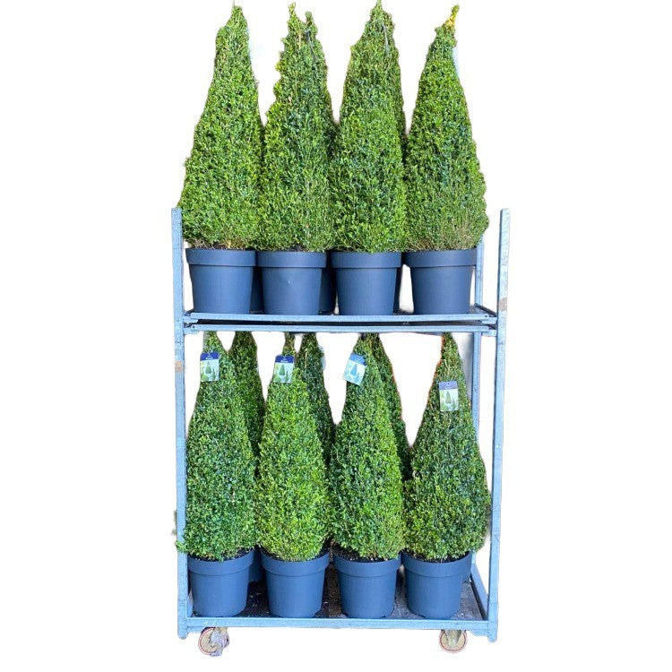 Buxus sempervirens ball 110cm 30cm Pot