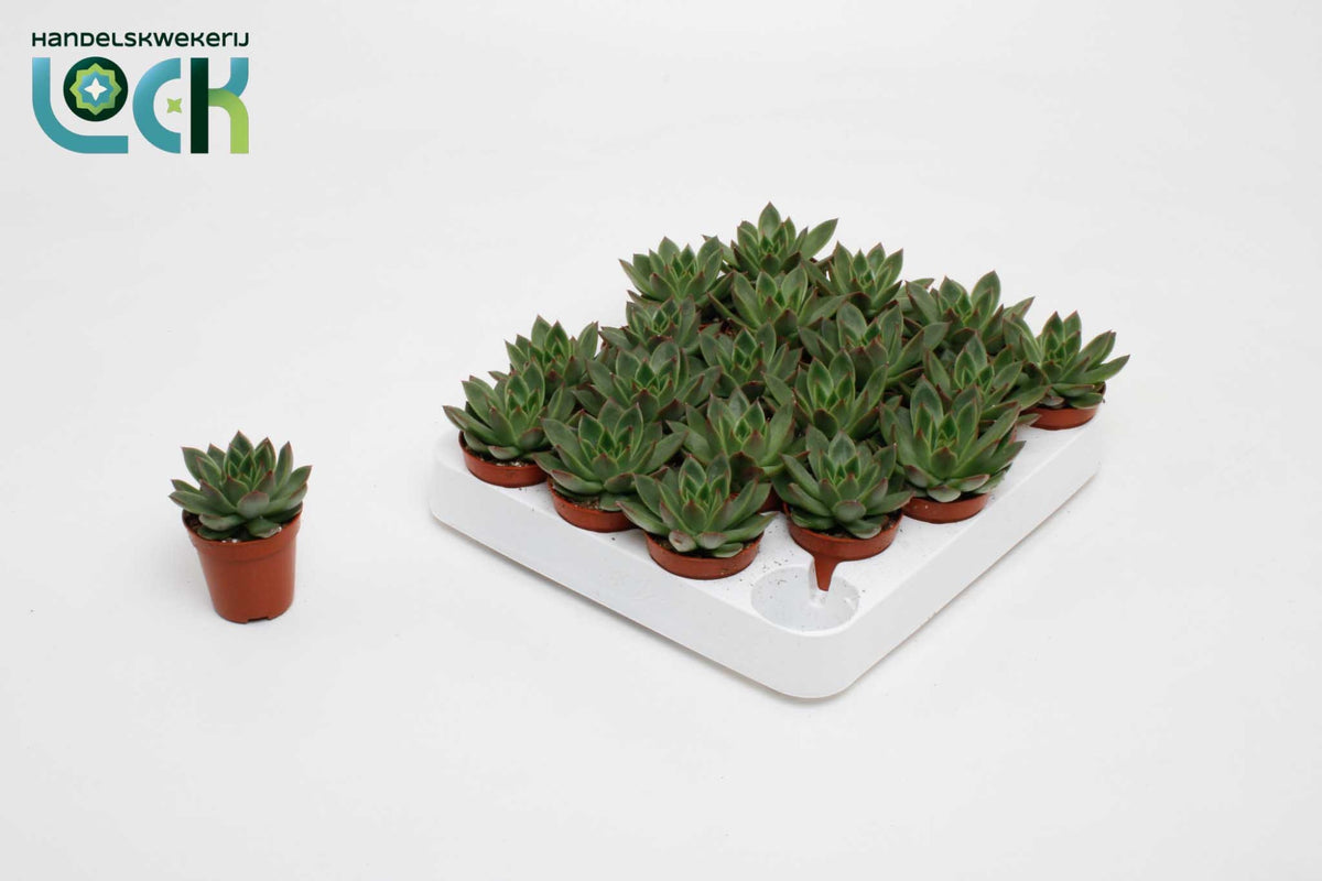 Echeveria Hybrid 10cm 5.5cm Pot