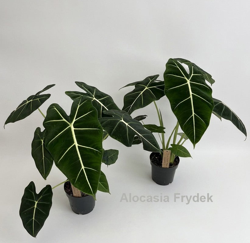 Alocasia amazonica 55cm 14cm Pot