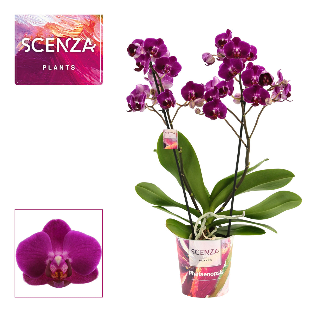 Phalaenopsis Purple 40cm 12cm Pot