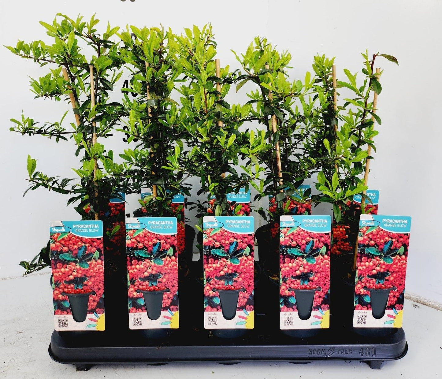 Pyracantha Orange Glow 50cm 12cm Pot