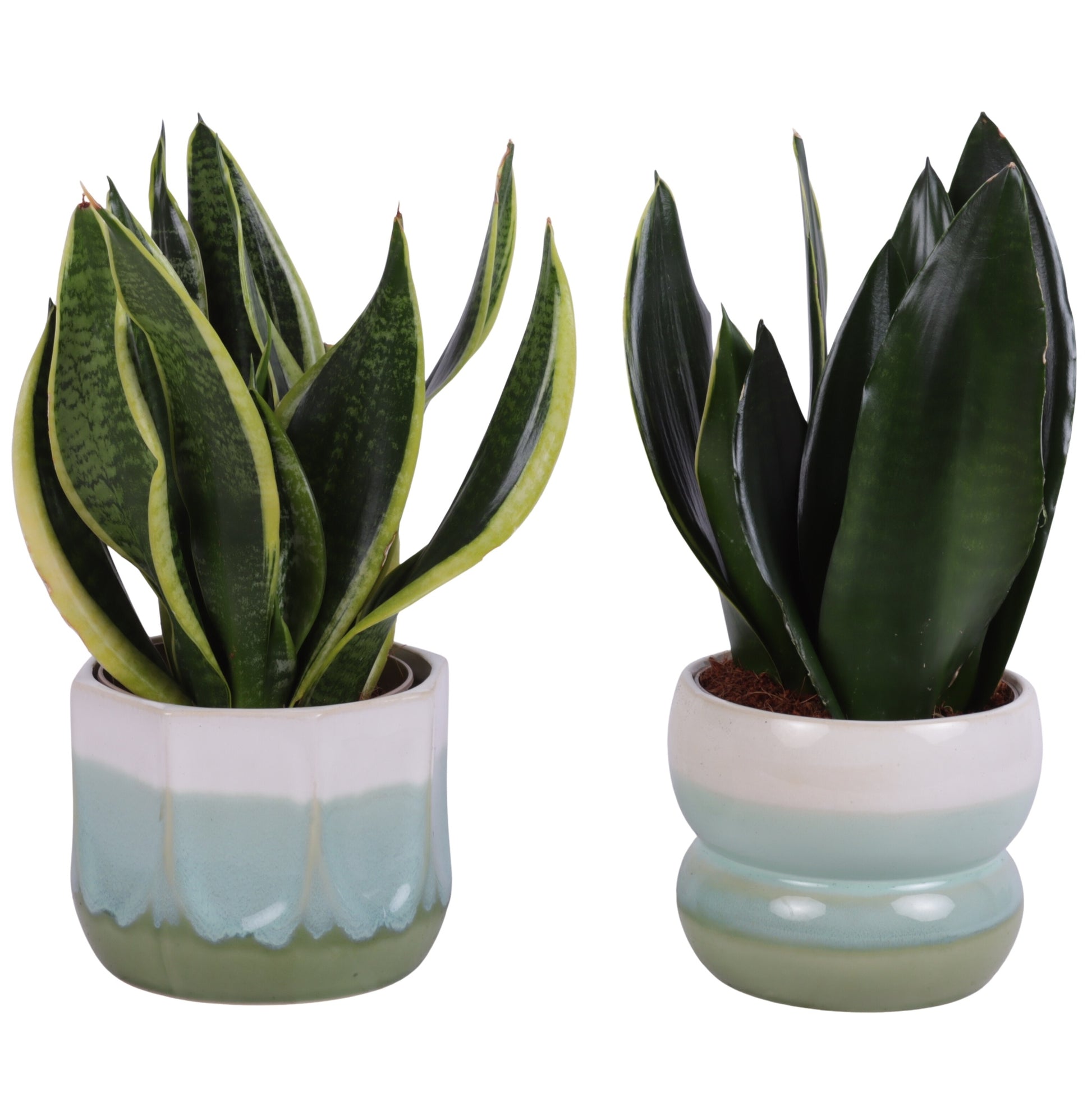 Sansevieria trifasciata 35cm 15cm Pot