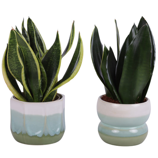 Sansevieria trifasciata 35cm 15cm Pot