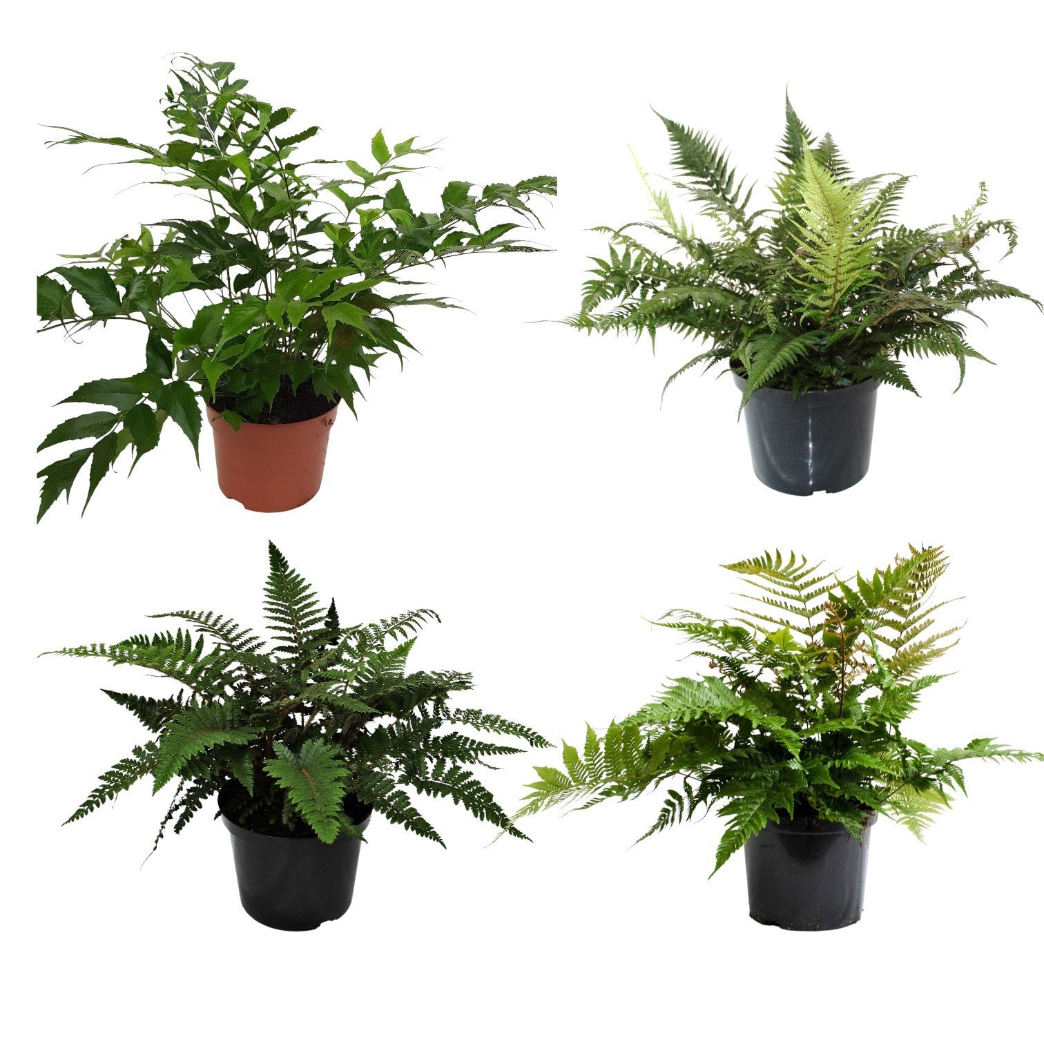 Ferns outdoor mix 45cm 24cm Pot