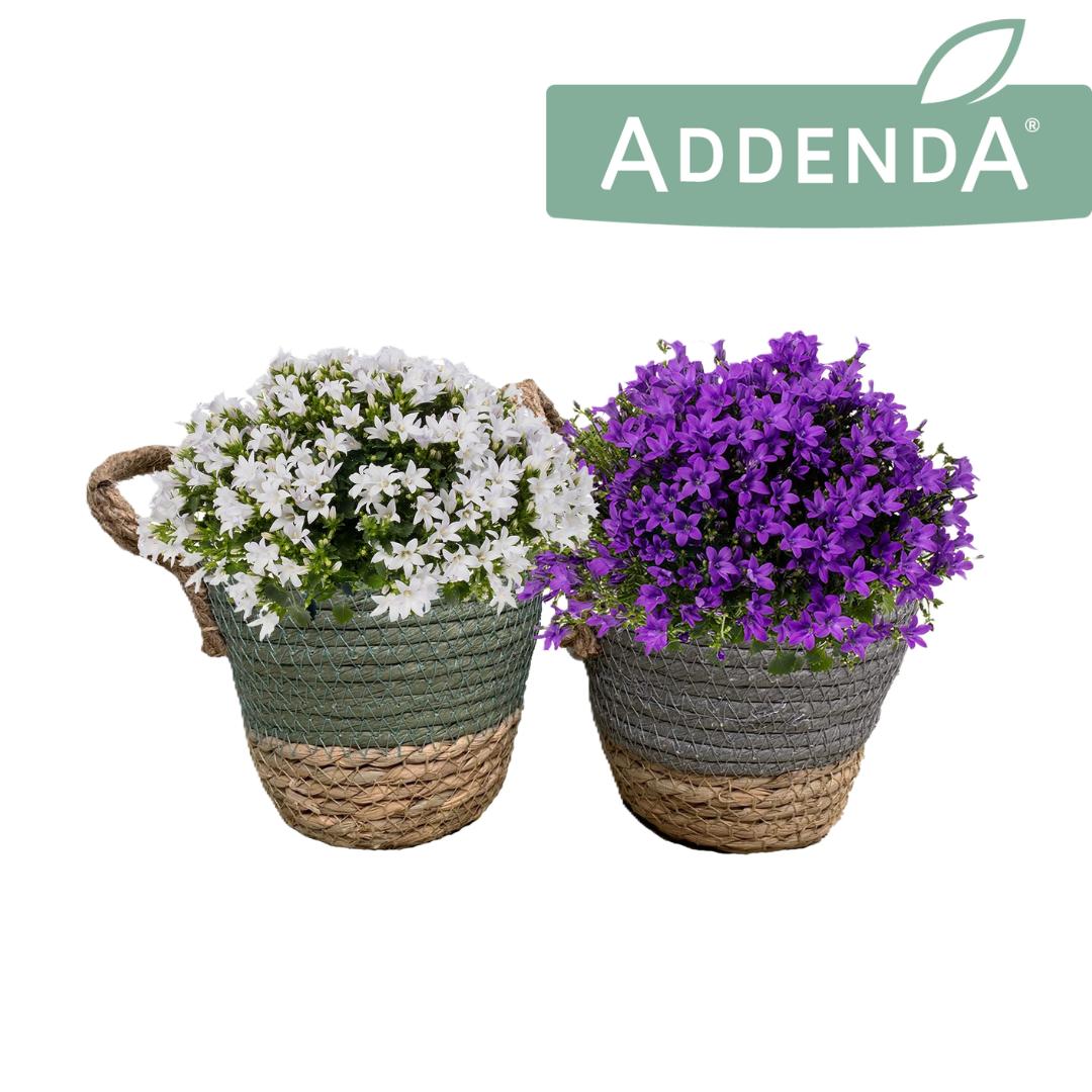 Campanula Addenda mix 22cm 12cm Pot