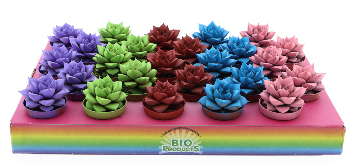 Echeveria Purpusorum 6cm 5.5cm Pot