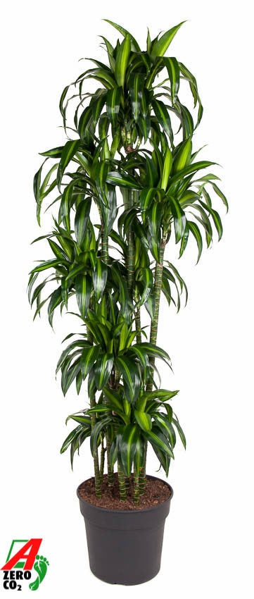 Dracaena fragrans Hawaiian Sunshine 200cm 40cm Pot