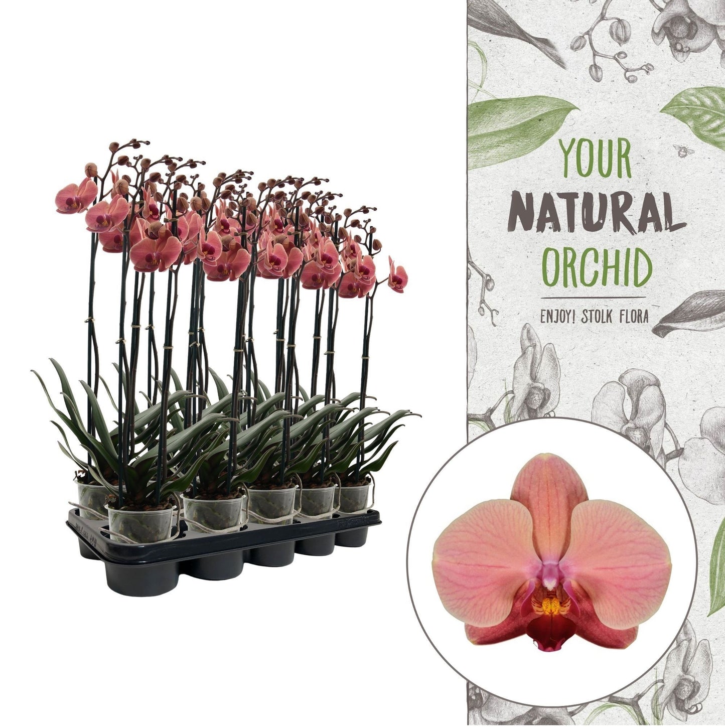 Stolk Flora BV Phalaenopsis orange Pack of 5