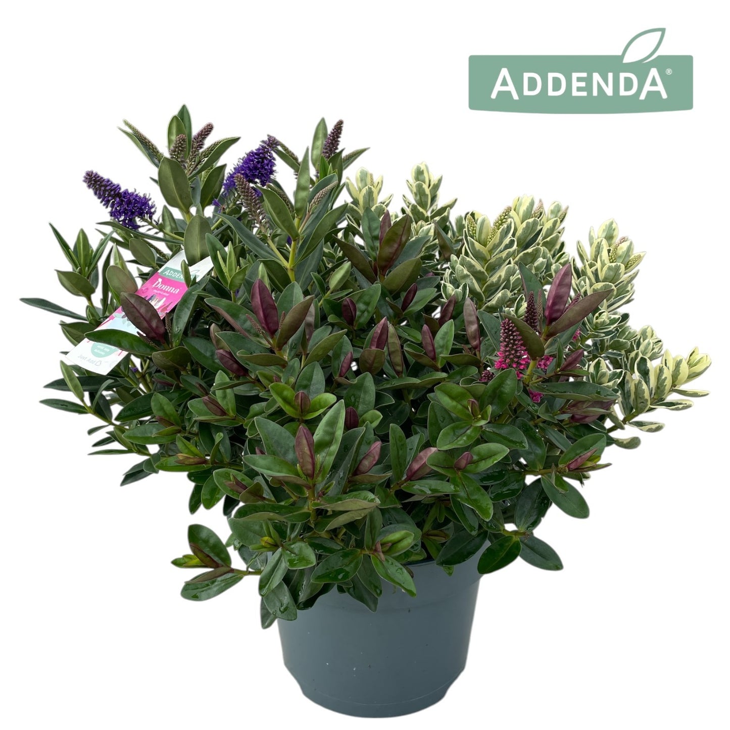 Hebe Addenda mix 50cm 23cm Pot