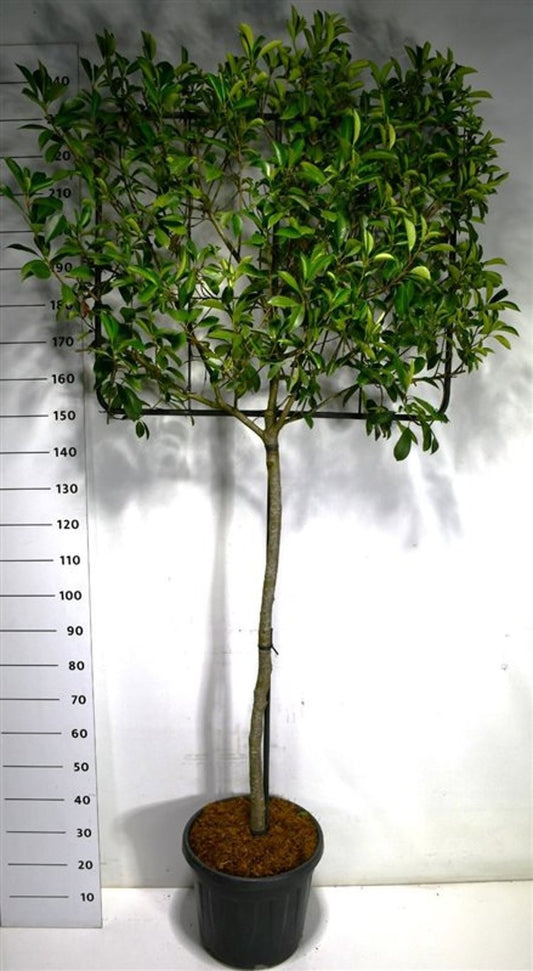 Bloemenkampen BV, Hkw. de Photinia Little Red Robin Pack of 1