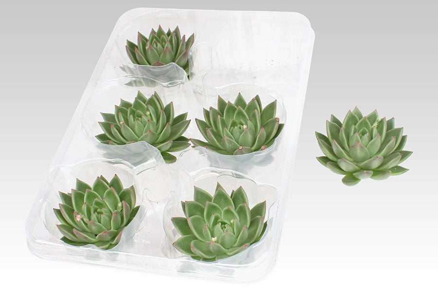 Echeveria Miranda 5cm 999cm Pot