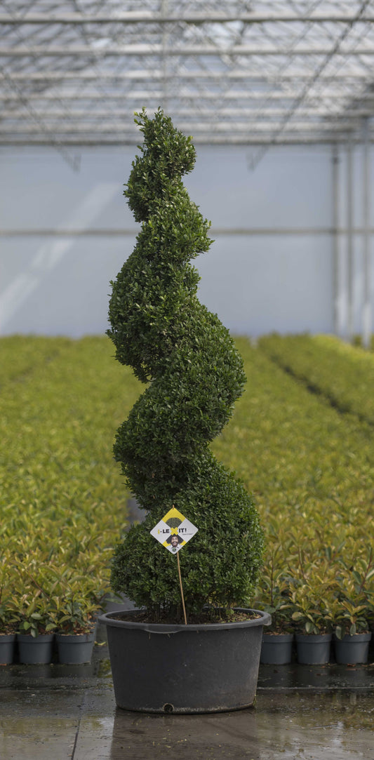 Ilex crenata Dark Green 220cm 65cm Pot