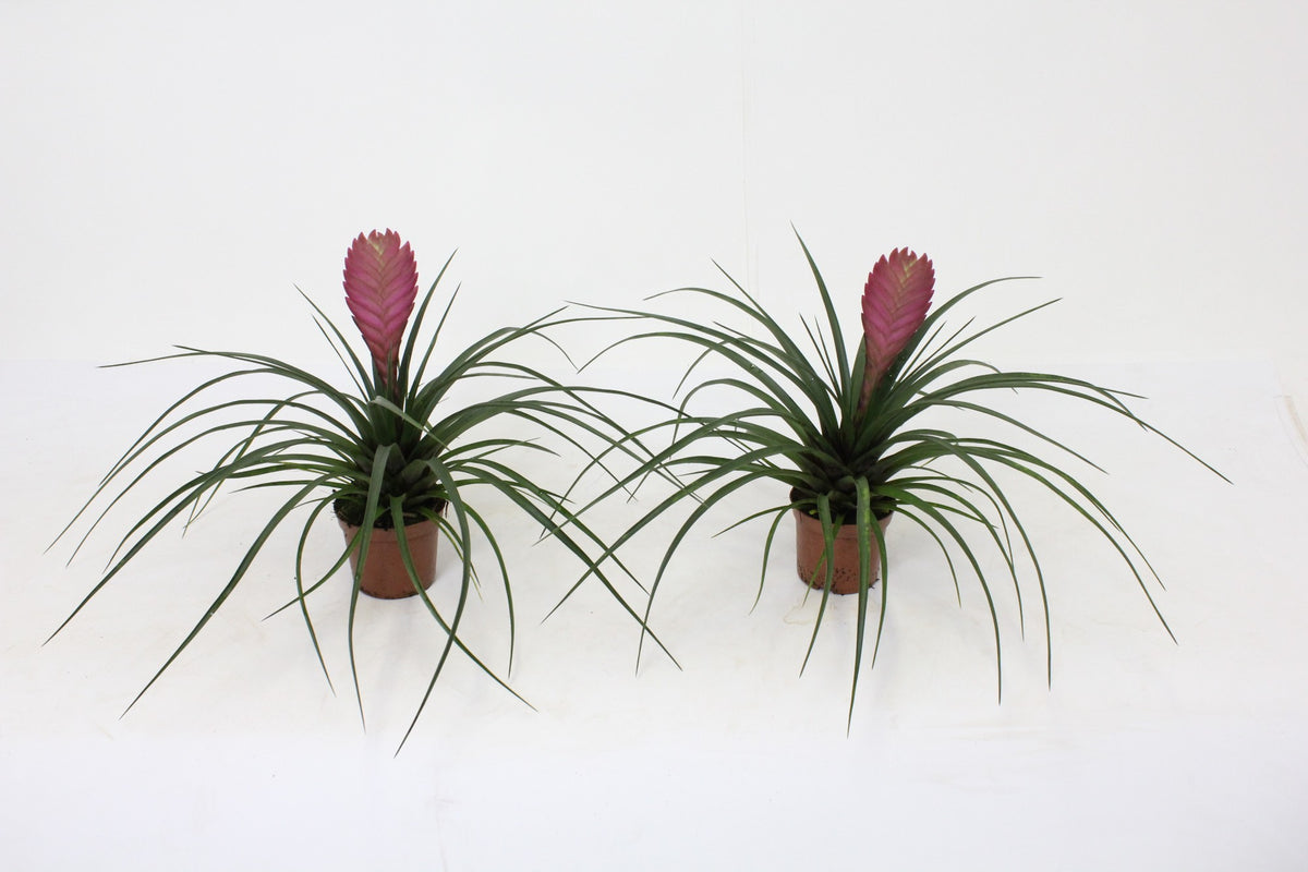 Tillandsia cyanea 25cm 9cm Pot