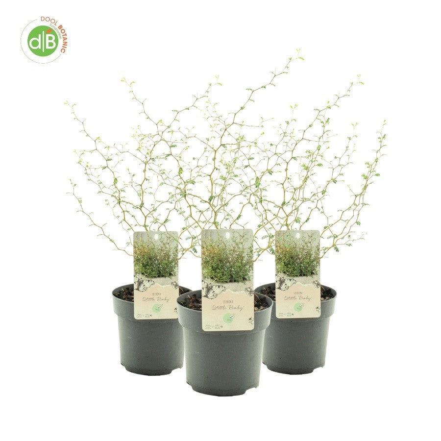 Sophora pros. Little Baby 30cm 15cm Pot