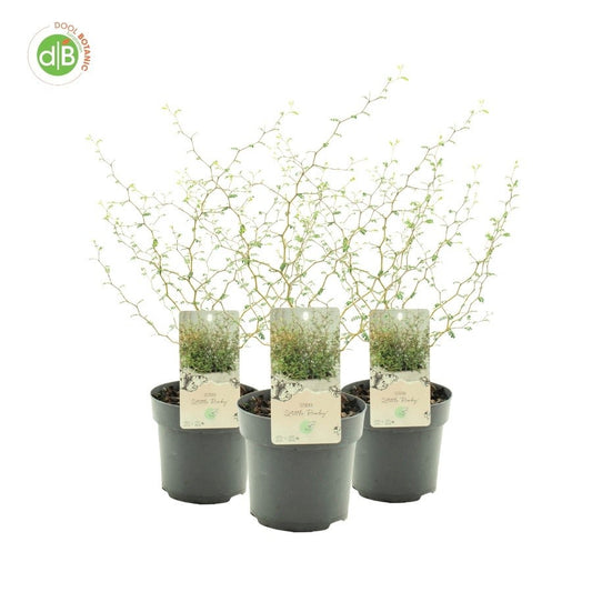 Sophora pros. Little Baby 30cm 15cm Pot