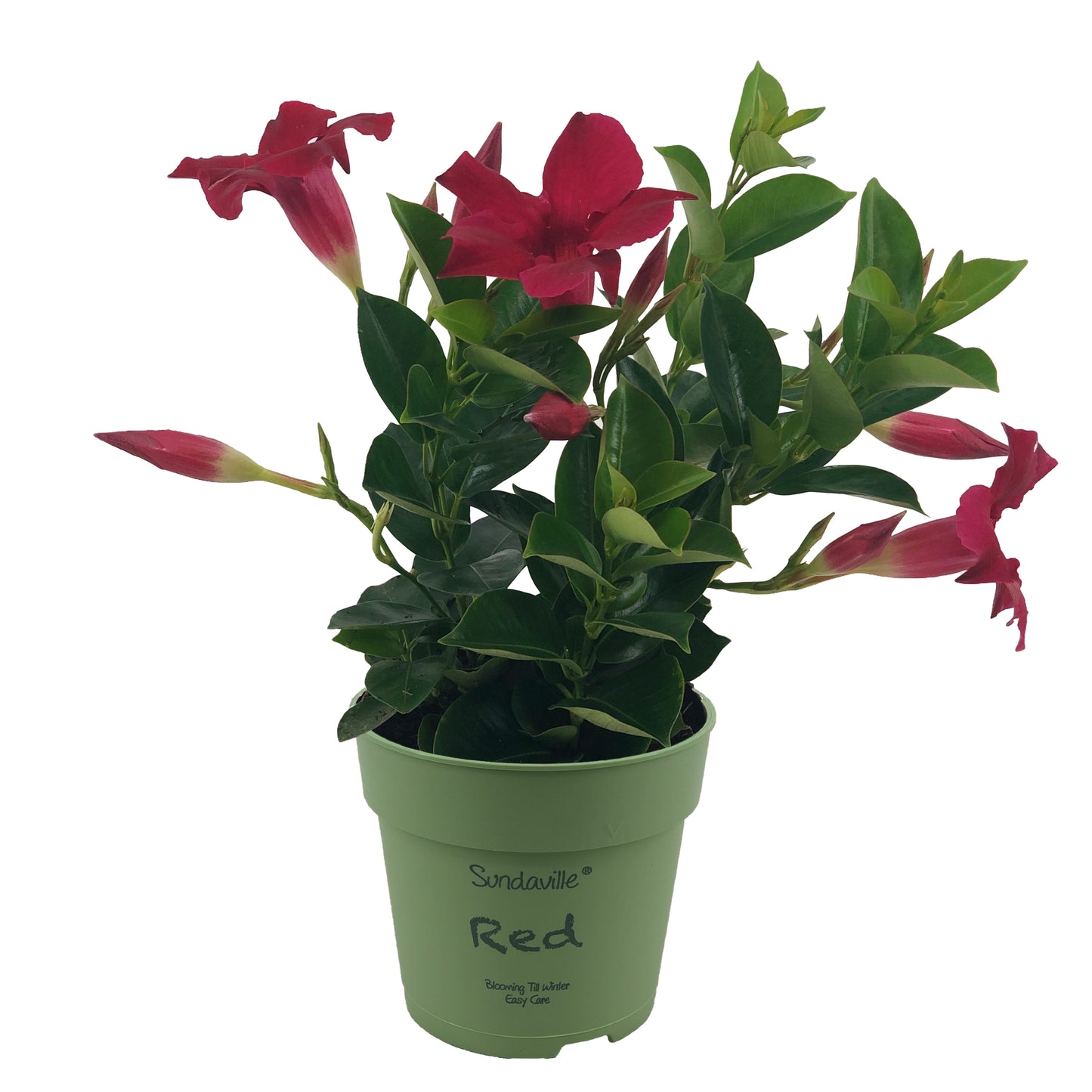 Beauty Plants Mandevilla Red Pack of 10