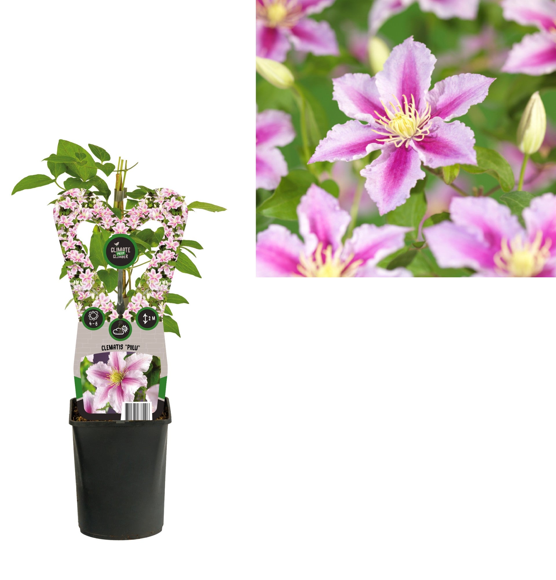 Clematis Piilu 40cm 11cm Pot