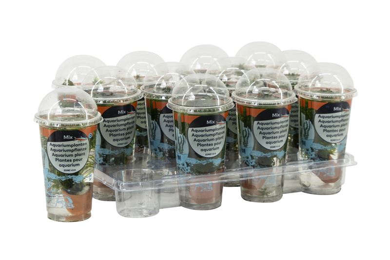 Waterplkw R. Moerings Egeria densa Pack of 12