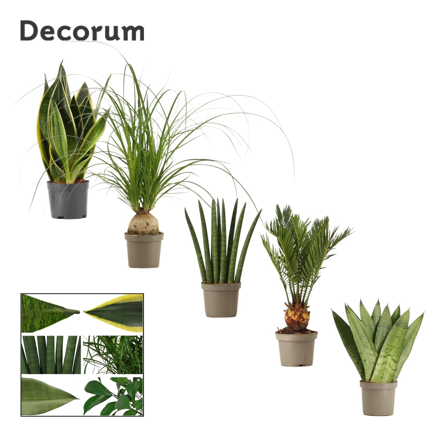 Duijn-Hove BV, kwekerij Foliage houseplants mix Pack of 18