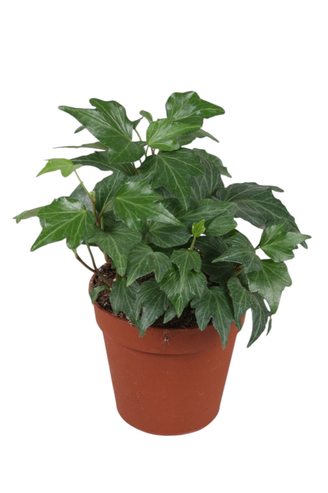 Hedera helix Green Ripple 9cm Pot