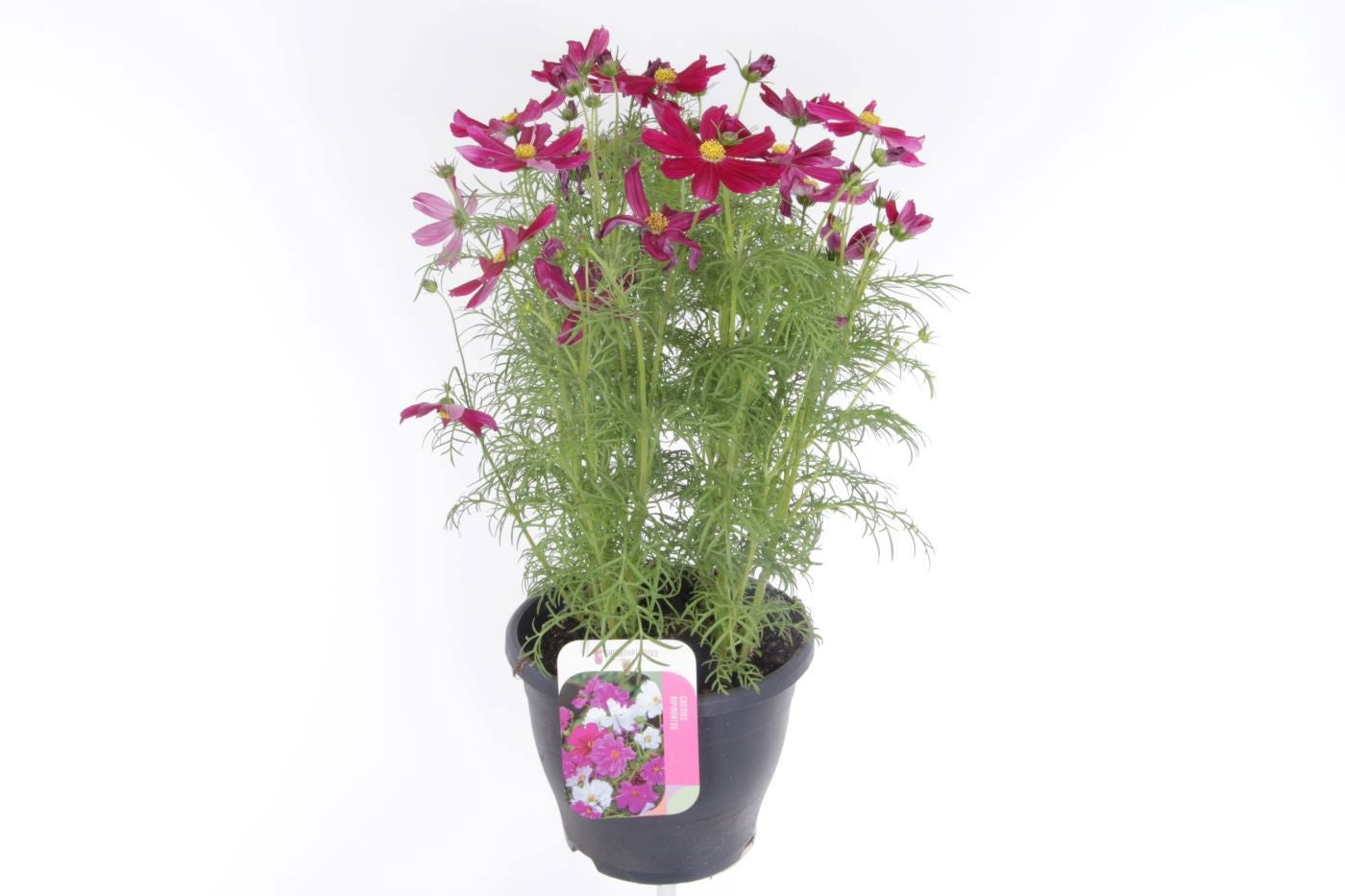 Cosmos bip. Casanova Violet 55cm 23cm Pot
