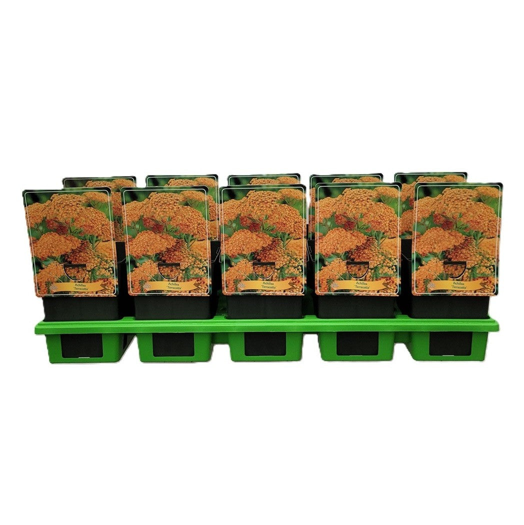 Achillea Milly Rock Yellow 25cm 11cm Pot