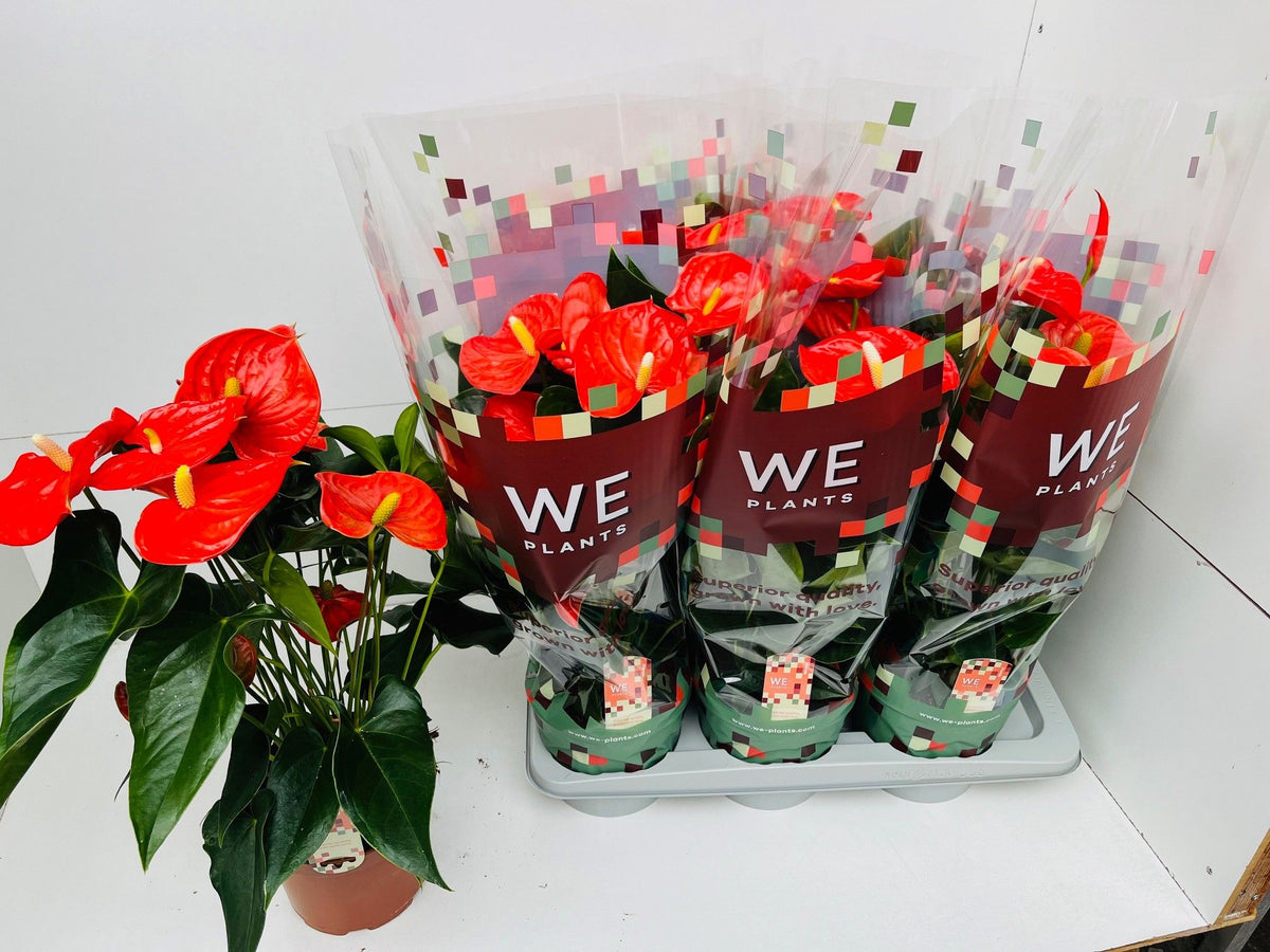 Anthurium Florida 60cm 17cm Pot