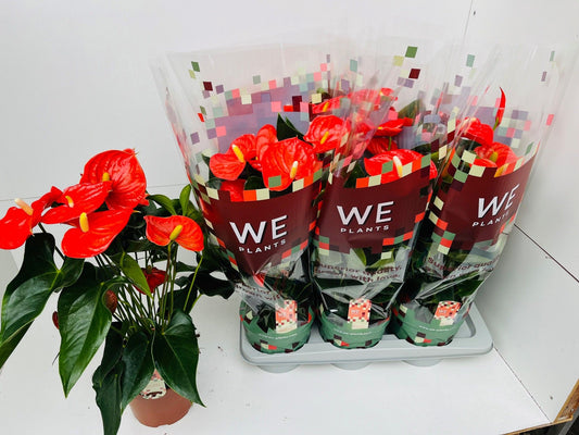 Anthurium Florida 60cm 17cm Pot
