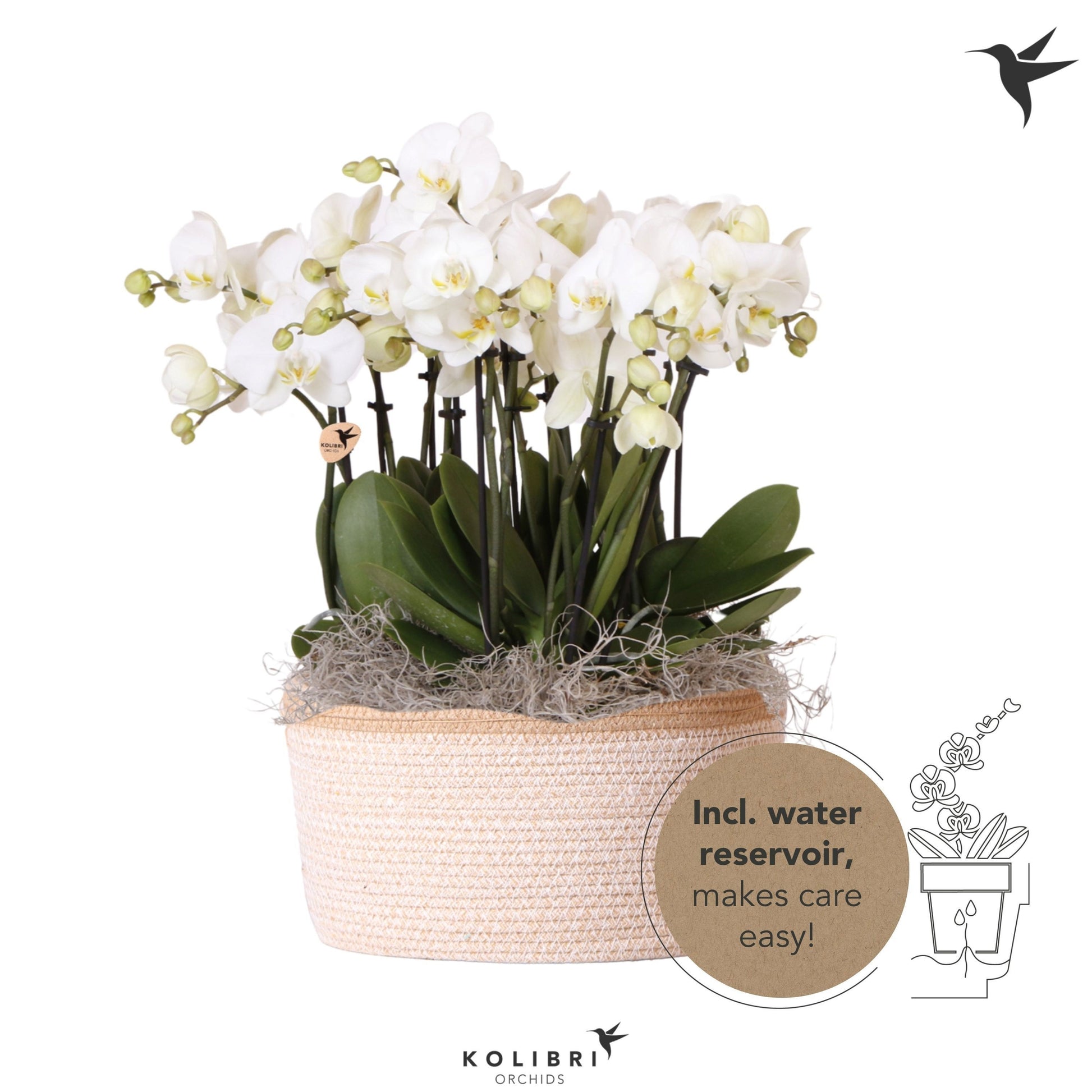 phalaenopsis-white-45cm-28cm-pot