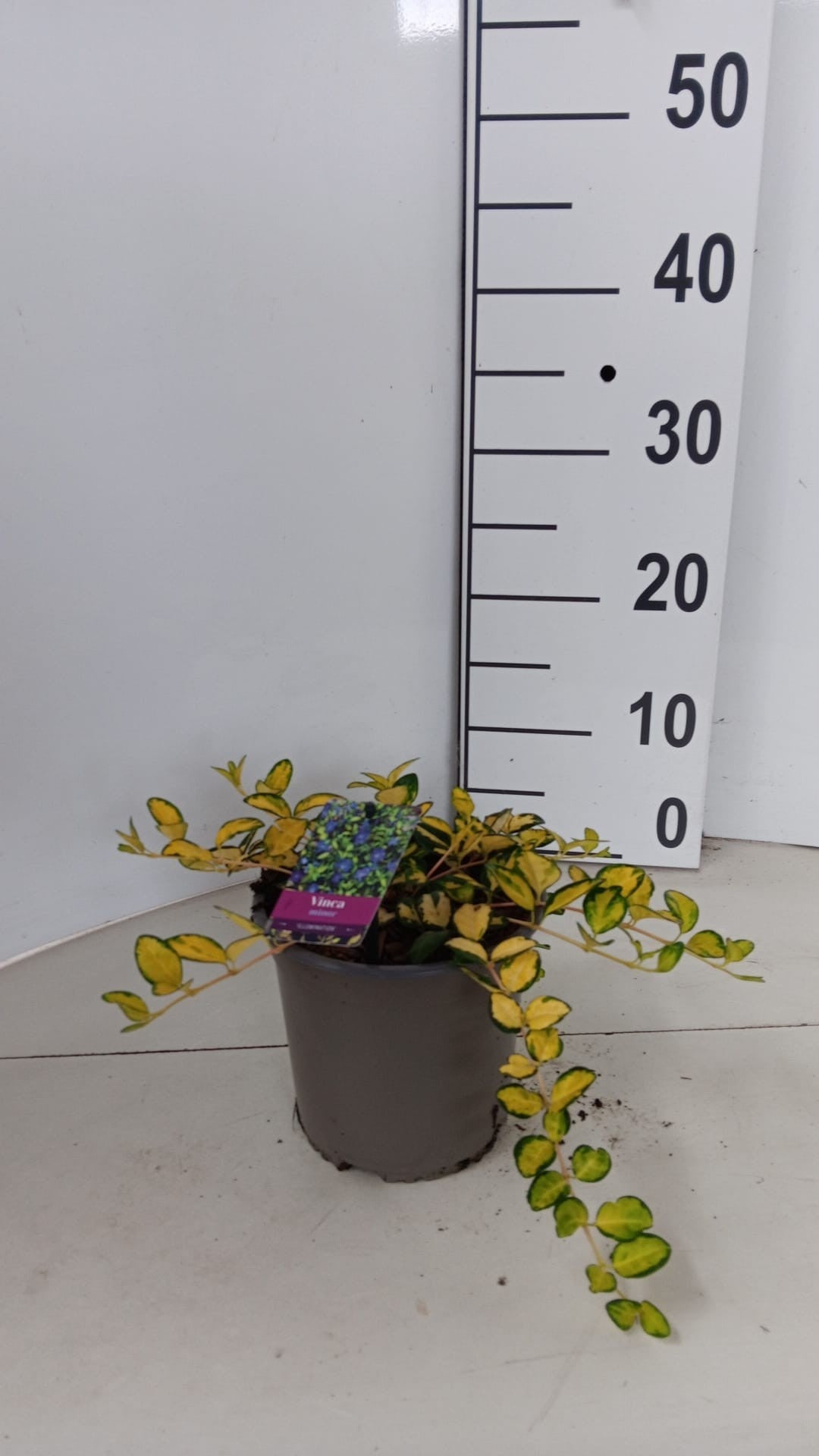 About Plants Zundert BV Vinca Illumination Pack of 1