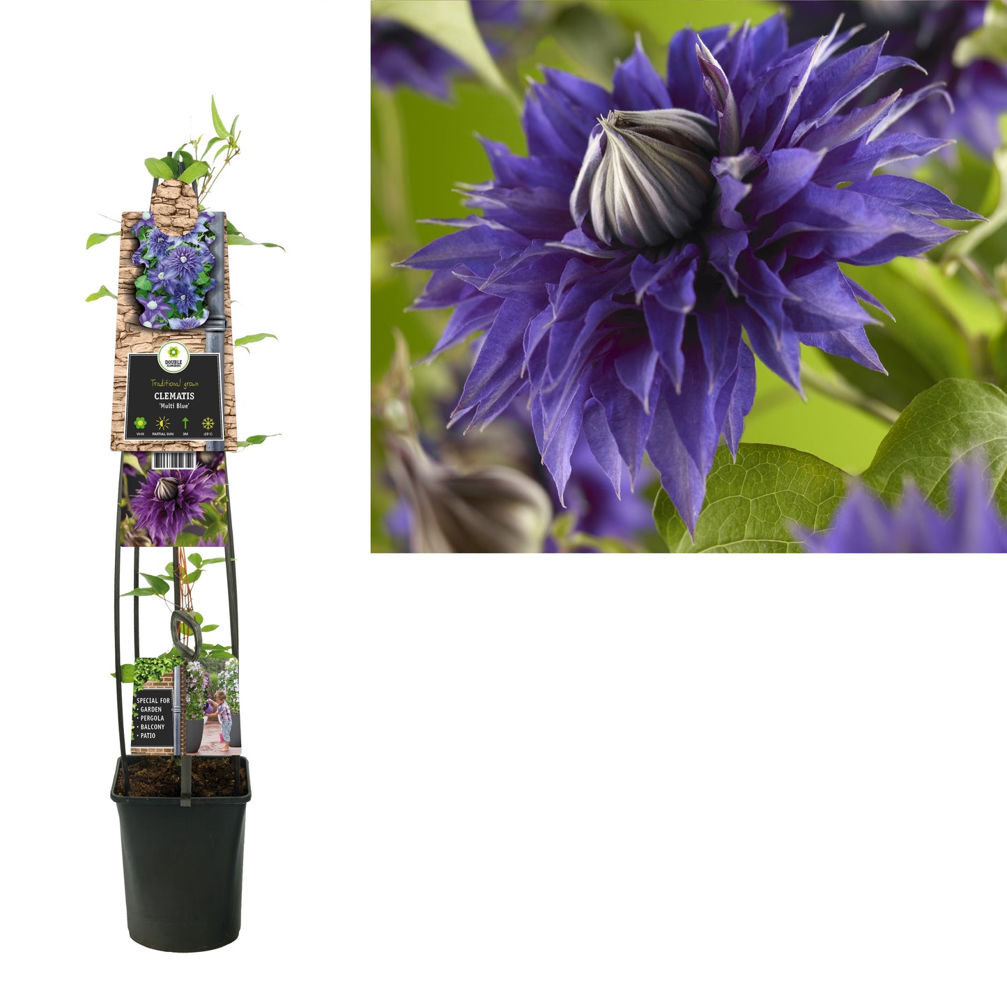 Clematis Multi Blue 115cm 23cm Pot