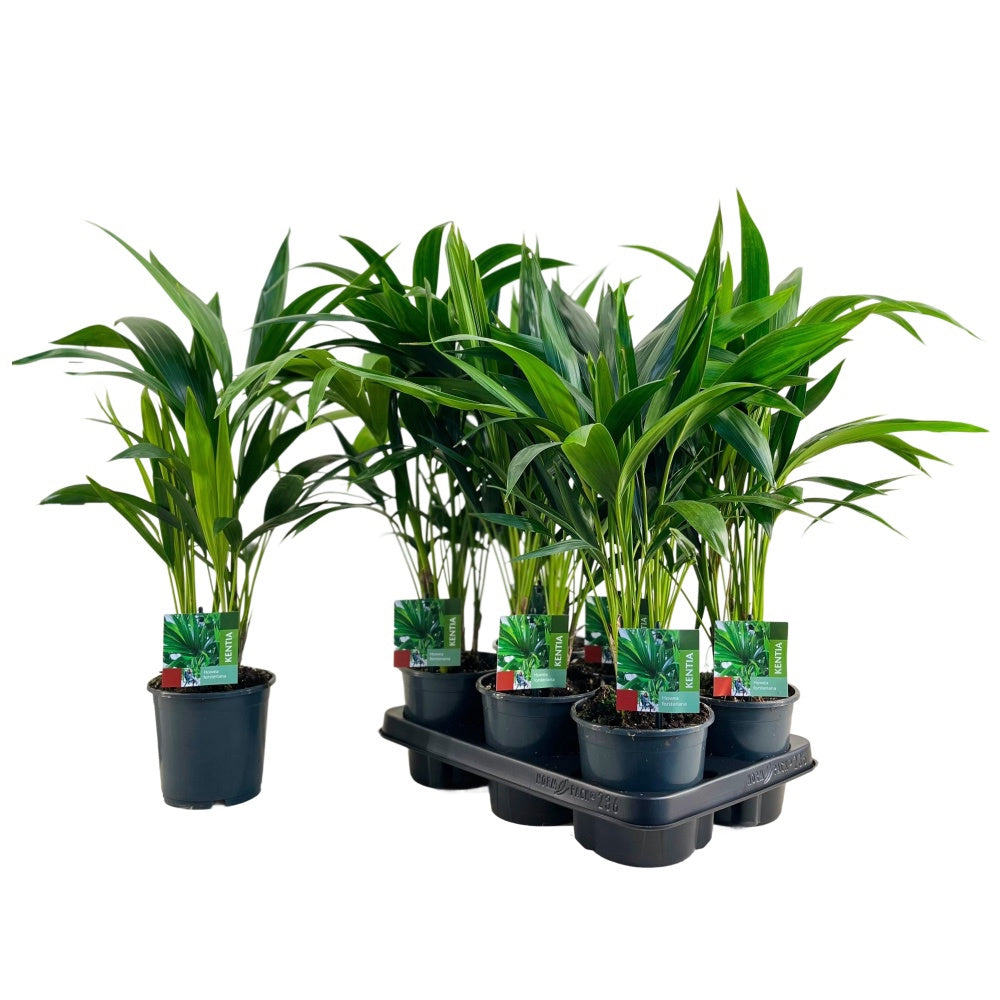 Spaargaren van Doorn BV Howea forsteriana Pack of 6