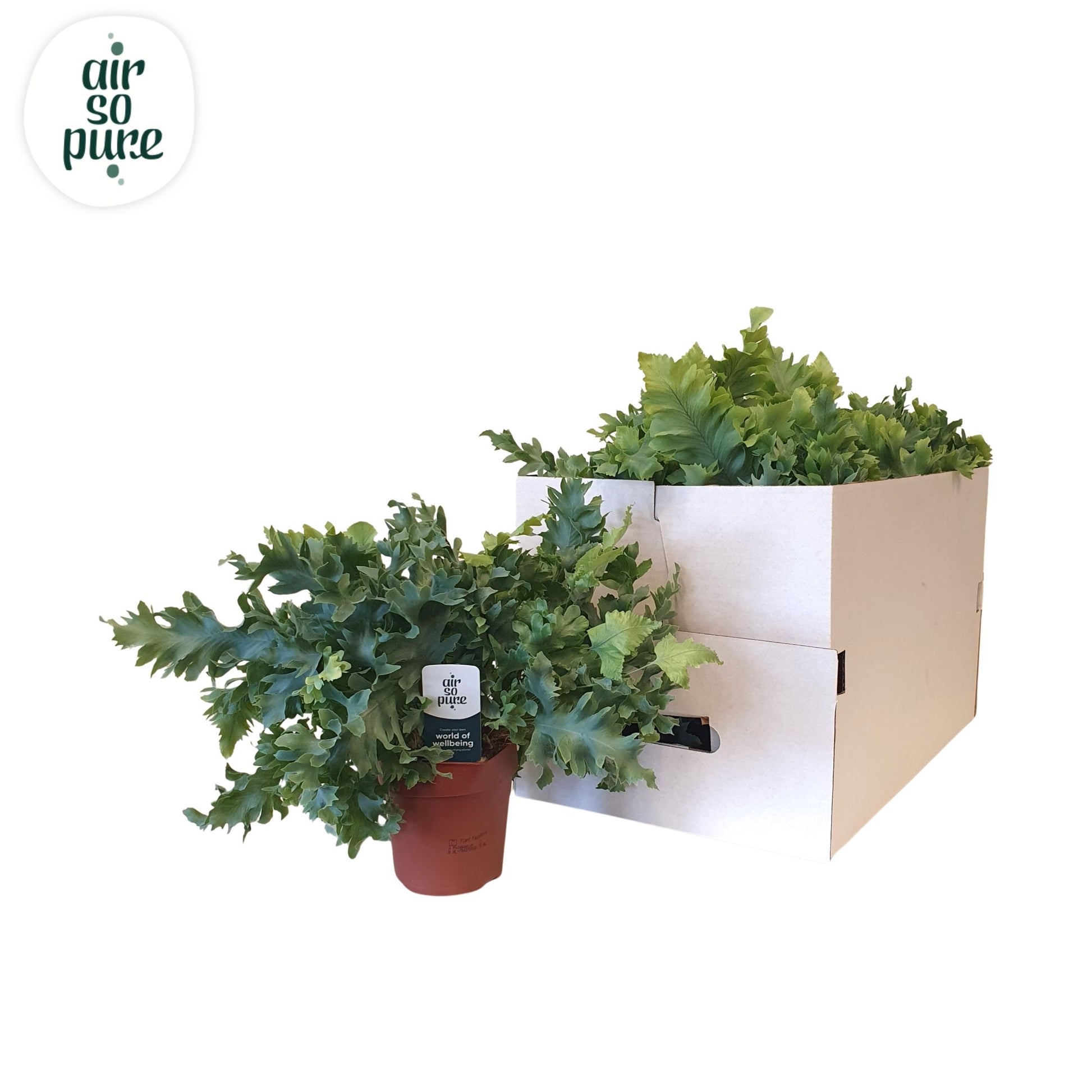 Phlebodium Davana 40cm 12cm Pot