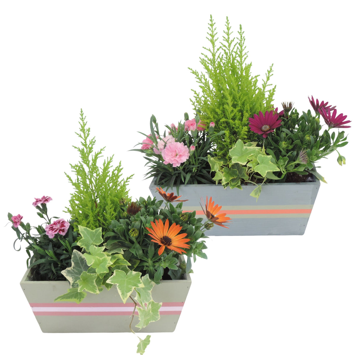 Outdoor arrangement 22cm 25cm Pot