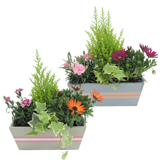 Outdoor arrangement 22cm 25cm Pot
