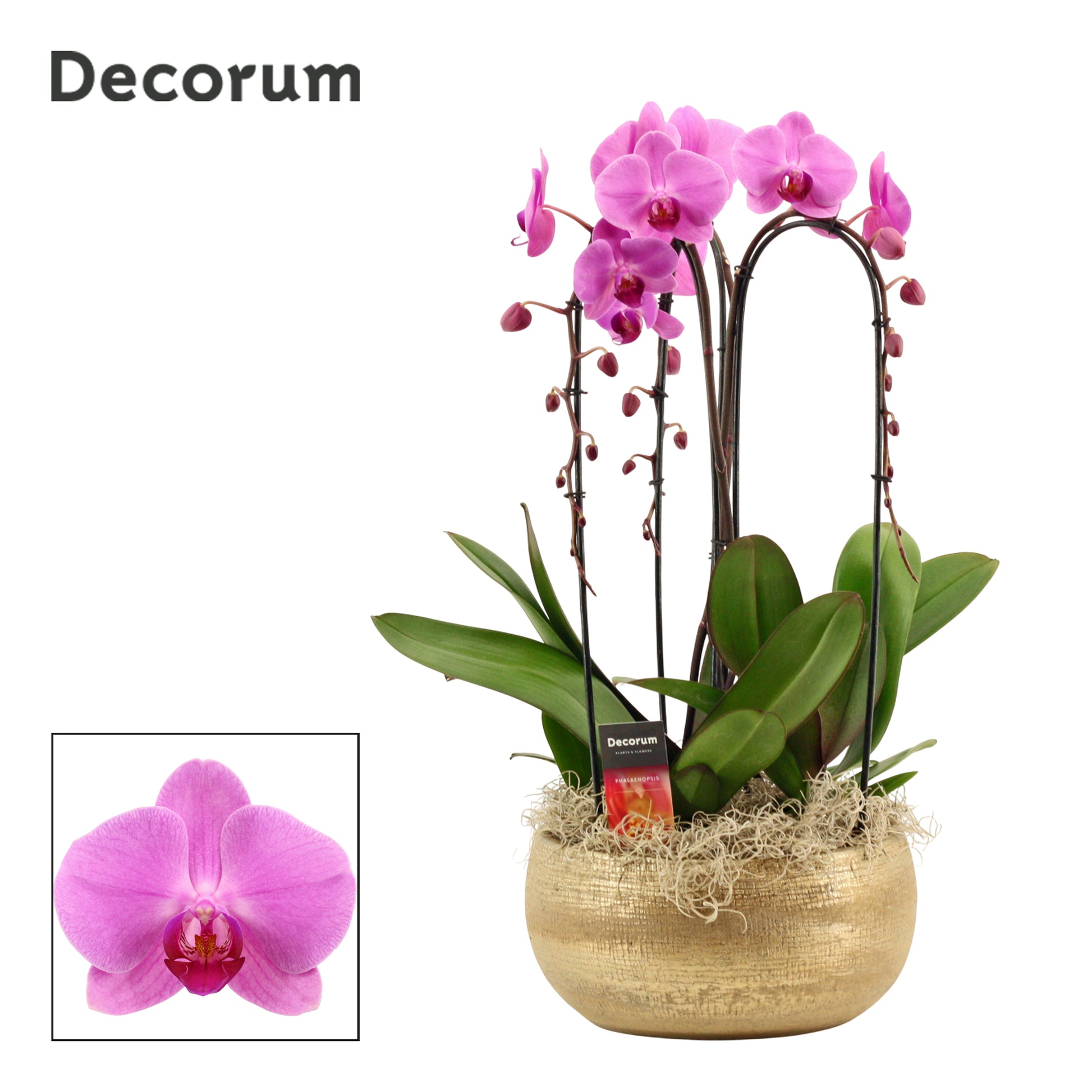 Phalaenopsis pink 55cm 27cm Pot
