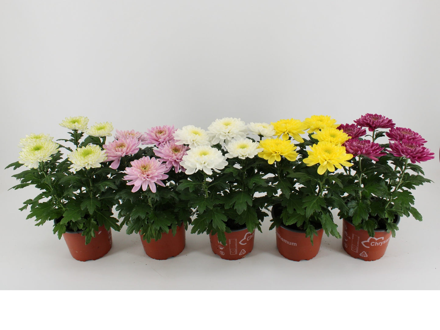 Kwintplant VOF Chrysanthemum Zembla mix Pack of 6