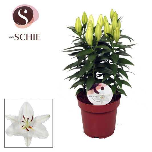 Lilium Oxygen 65cm 19cm Pot