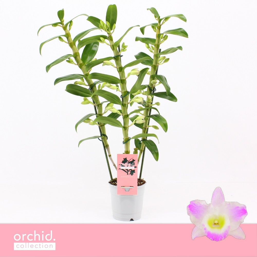 Dendrobium Pandora 65cm 12cm Pot