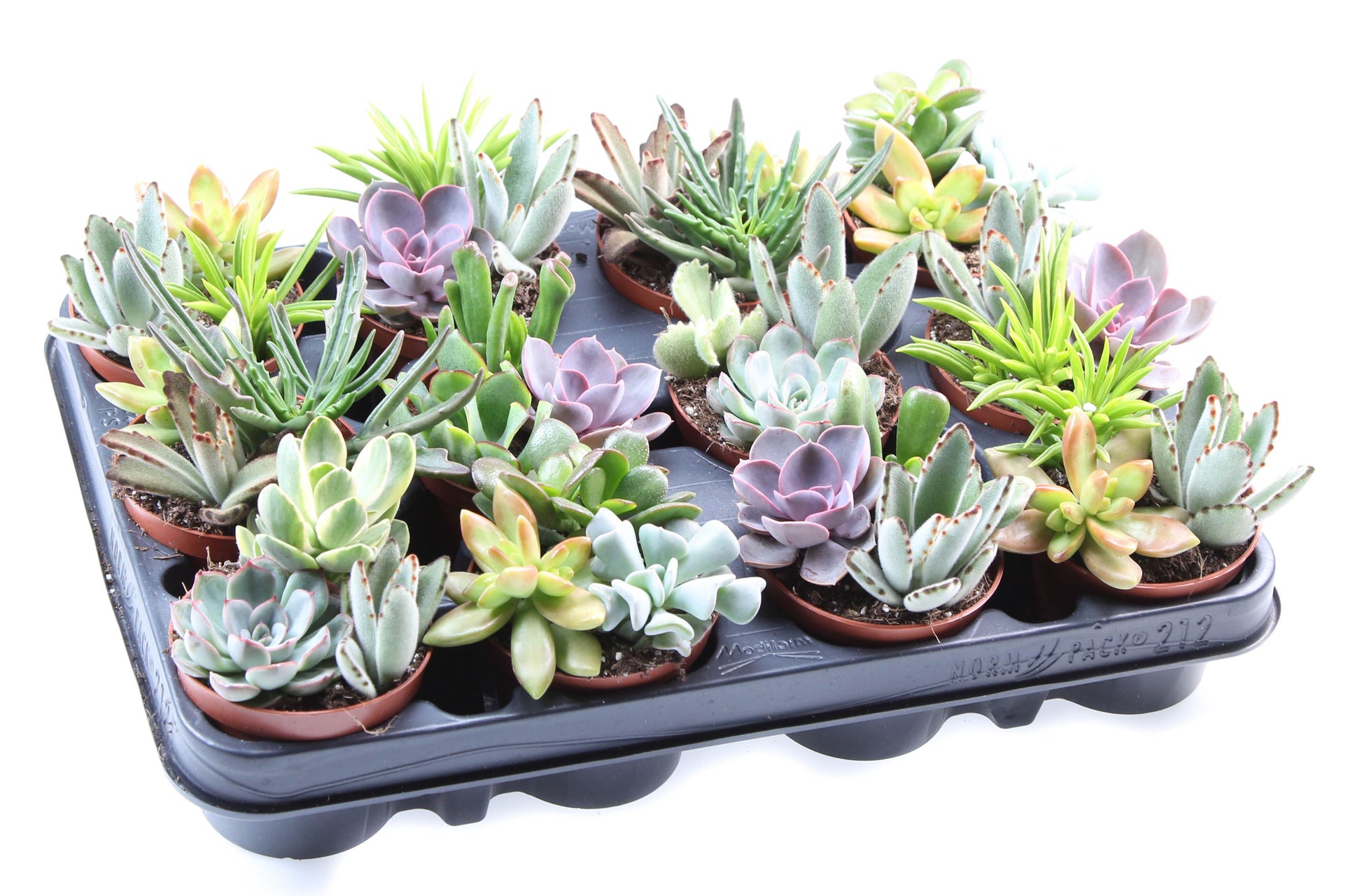 Succulenten mix trio 10cm 8.5cm Pot