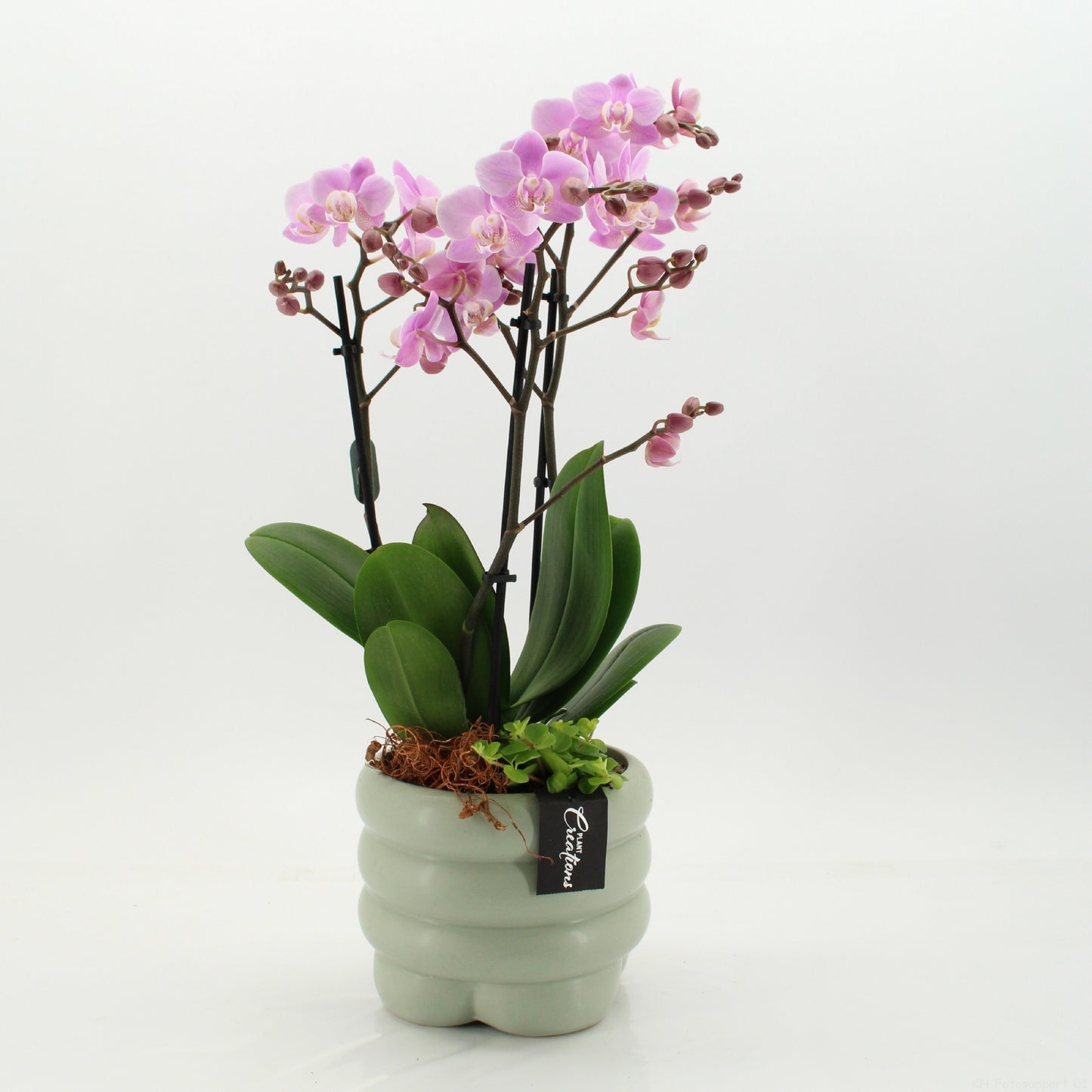 PHAL-2658RZ Phalaenopsis creatie 55cm 18cm Pot