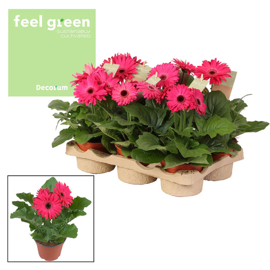 Gerbera Flori Line purple 20cm 12cm Pot
