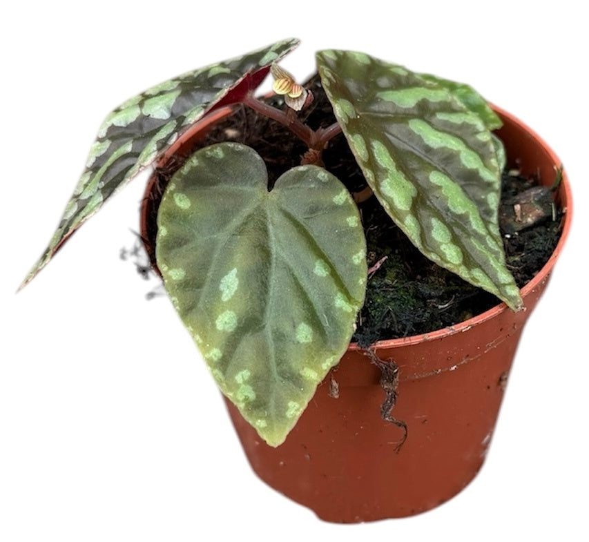 Begonia Cottage Bright Red 12cm 8cm Pot